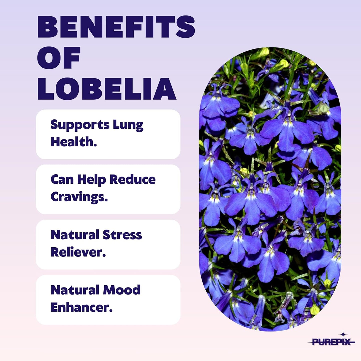 CZTICLE® Help Quit Smoking Extra Thick Boosting Flavored Toothpicks with Lobelia to Help Quit Smoking - Oral Fixation - Nicotine Free Toothpicks - 4 Flavors Kosher Variety Pack